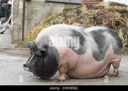 Vor dem Dungheap steht ein rosa und schwarz gesprenkeltes, bauchig gebautes Schwein Stockfoto