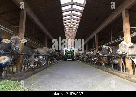 Traktor passiert Stall für die Fütterung mehrerer Milchkühe auf dem Bauernhof Stockfoto