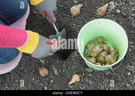 Narziss. Pflanzen von Narzissenbirnen in einem Herbstgarten. Pflanzen von Frühlingszwiebeln. VEREINIGTES KÖNIGREICH Stockfoto