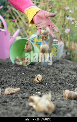Narziss. Frau, die Narzissenbirnen in einer Gartengrenze streut, um einen naturalistischen Effekt zu erzielen, November, Großbritannien Stockfoto