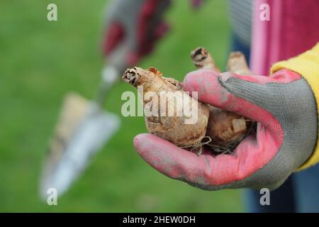 Narziss. Frau bereitet sich darauf vor, Narzissenbirnen in ihrem Garten zu Pflanzen. VEREINIGTES KÖNIGREICH Stockfoto