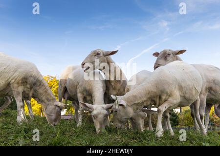 Eine Herde Schafe durchstöbert und frisst frisches Gras mit blauem Himmel Stockfoto