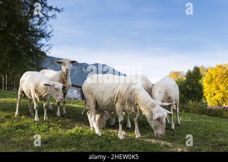 Gescherte Schafe grasen auf einem Hügel mit bunten Bäumen im Herbst Stockfoto