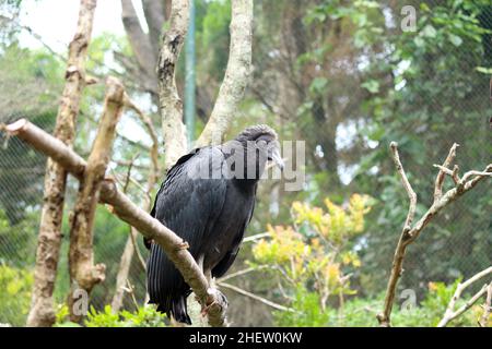 Das Porträt des Schwarzen Geiers, Coragyps atratus, einer der häufigsten Vögel in jeder Region Brasiliens, hat eine neoarktische und neototropische Distr Stockfoto