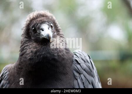 Das Porträt des Schwarzen Geiers, Coragyps atratus, einer der häufigsten Vögel in jeder Region Brasiliens, hat eine neoarktische und neototropische Distr Stockfoto