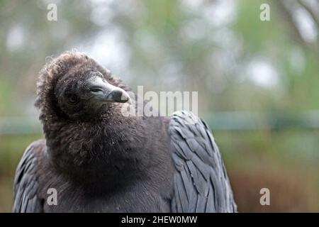 Das Porträt des Schwarzen Geiers, Coragyps atratus, einer der häufigsten Vögel in jeder Region Brasiliens, hat eine neoarktische und neototropische Distr Stockfoto