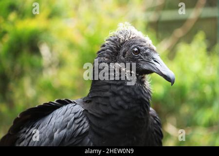 Das Porträt des Schwarzen Geiers, Coragyps atratus, einer der häufigsten Vögel in jeder Region Brasiliens, hat eine neoarktische und neototropische Distr Stockfoto