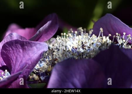 Abstrakte Nahaufnahme der Blume mit großen violetten Pedalen und großen weißen und violetten Zentrum mit grünem und schwarzem Hintergrund Stockfoto