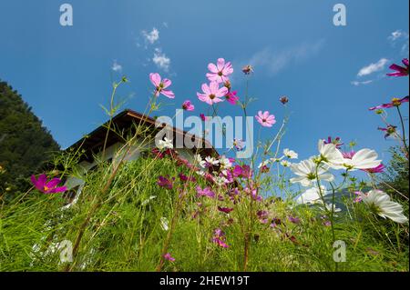 Nach oben schauen lila und rosa Blumen mit Sommerhimmel und Dach eines Hauses Stockfoto