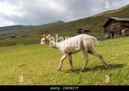 Eine Nahaufnahme von Lama auf dem Seceda Berg, Dolomiten Stockfoto