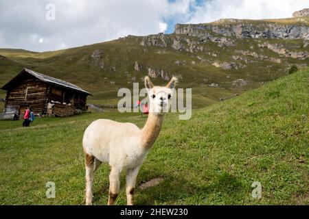 Eine Nahaufnahme von Lama auf dem Seceda Berg, Dolomiten Stockfoto