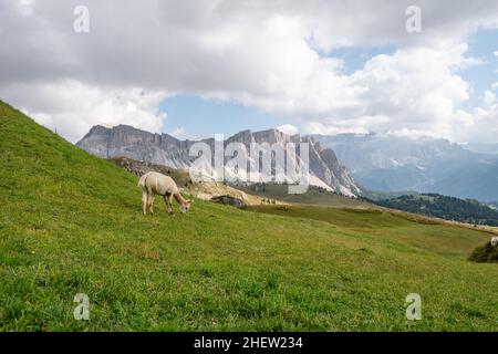 Eine Nahaufnahme von Lama auf dem Seceda Berg, Dolomiten Stockfoto