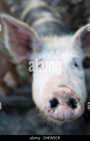 Das neugierige junge Schwein blickt mit seiner großen Nase direkt in die Kamera Stockfoto