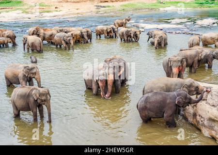 Umarmt Elefanten im Fluss in Pinnawella Stockfoto