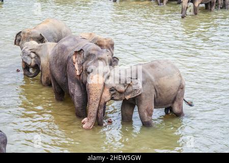 Umarmt Elefanten im Fluss in Pinnawella Stockfoto