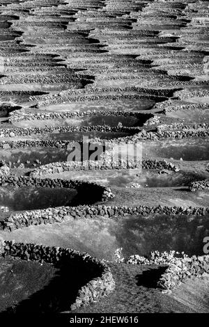 Weinberge in La Geria, einem Weinanbaugebiet auf vulkanischem Boden Stockfoto