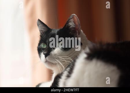 Portrait einer weißen Katze mit schwarzen Flecken, die in einem Raum mit Vorhängen im Hintergrund ruhen Stockfoto