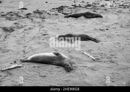 Männliche Elefantenrobben an einem Treffpunkt, Strand von San Simeon, Kalifornien Stockfoto