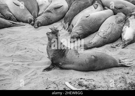 Männliche Elefantenrobben an einem Treffpunkt, Strand von San Simeon, Kalifornien Stockfoto