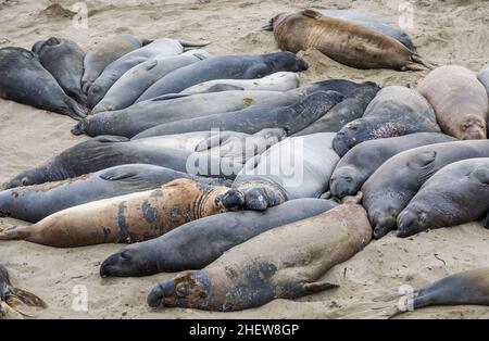 Männliche Elefantenrobben an einem Treffpunkt, Strand von San Simeon, Kalifornien Stockfoto