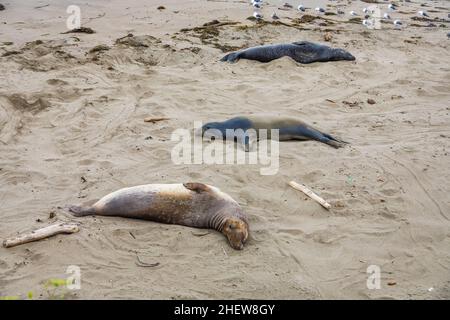 Männliche Elefantenrobben an einem Treffpunkt, Strand von San Simeon, Kalifornien Stockfoto