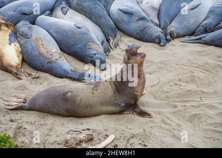 Männliche Elefantenrobben an einem Treffpunkt, Strand von San Simeon, Kalifornien Stockfoto