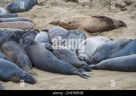 Männliche Elefantenrobben an einem Treffpunkt, Strand von San Simeon, Kalifornien Stockfoto