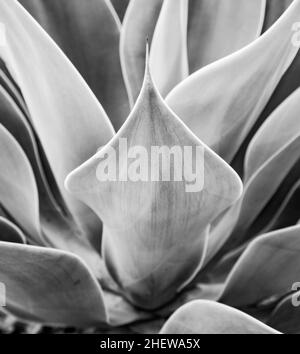 Agave Pflanze in natürlichem Sonnenlicht Stockfoto