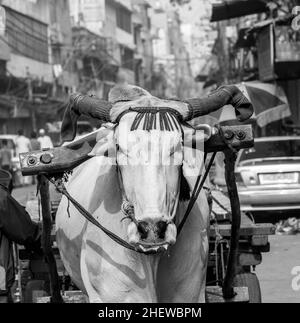 Ochsenwagen Transport am frühen Morgen in Delhi, Indien. Die Ochsenhoroskopte ist ein gemeinsamer Frachttransport in den engen Gassen des alten Delhi. Stockfoto