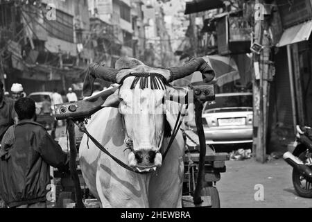 Ochsenwagen Transport am frühen Morgen in Delhi, Indien. Die Ochsenhoroskopte ist ein gemeinsamer Frachttransport in den engen Gassen des alten Delhi Stockfoto