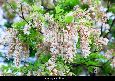 Akazienbaum in Blüte . Weiße Blüten von Akazie Stockfoto