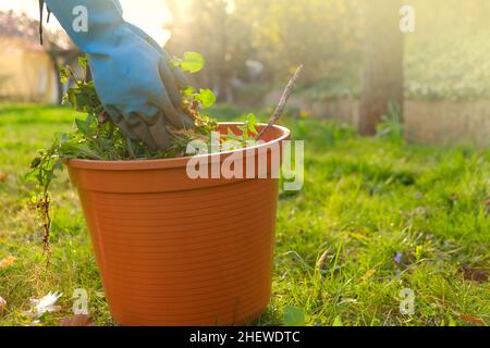 Entfernen von Unkraut im Garten.Entfernung von Dandelion. Reinigung des Gartens im Frühling.Hände in Handschuhen falten letztes Unkraut in einem Eimer im Frühlingsgarten Stockfoto