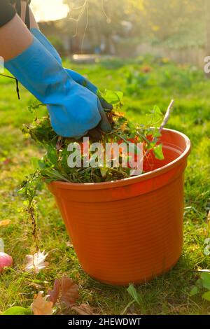 Entfernung von Dandelionen. Entfernen von Unkraut im Garten. Reinigung des Gartens im Frühjahr.Hände in Handschuhen falten letzte Unkraut in einem Eimer auf Frühling grünen Garten Stockfoto