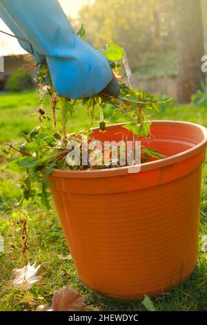 Reinigung des Gartens im Frühjahr Hände in Handschuhen falten letzte Unkraut in einem Eimer. Entfernen von Unkraut im Garten.Entfernung von Dandelion. Stockfoto
