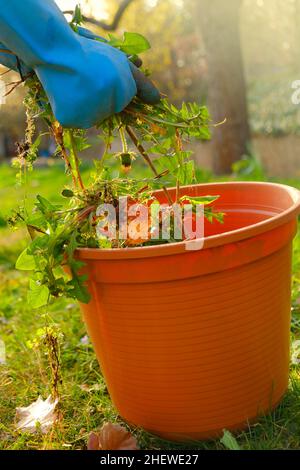Entfernen von Unkraut .Entfernung von Dandelion. Reinigung des Gartens im Frühjahr.Hände in Handschuhen falten letzte Unkraut in einem Eimer auf frühlingsgrünen Garten Hintergrund Stockfoto