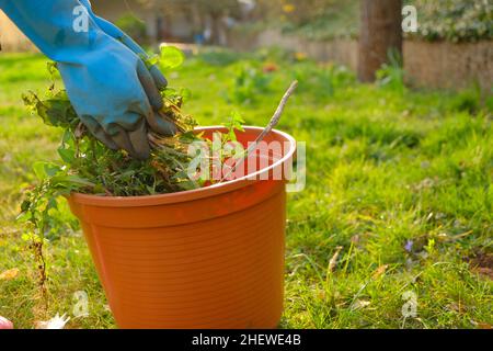 Entfernen von Unkraut im Garten.Entfernung von Dandelion. Reinigung des Gartens im Frühjahr.Hände in Handschuhen falten letzte Unkraut in einem Eimer auf Frühling grünen Garten Stockfoto
