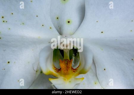 Nahaufnahme und Makroansicht von Pollen und dem wunderschönen Detail der weißen Blütenorchideenblume. Dieses Foto ist geeignet für die Natur, sceni Stockfoto