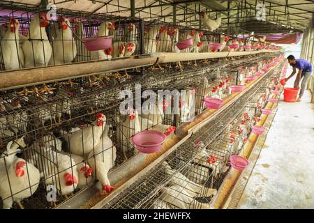 Dhaka, Bangladesch. 12th Januar 2022. Ein Arbeiter, der Hühner auf einer Geflügelfarm in Keranigong füttert. Das Wirtschaftssystem von Bangladesch ist größtenteils von der Landwirtschaft und der landwirtschaftlichen Produktion abhängig wie Geflügelfarmen ist die Geflügelzucht ein sehr profitables Geschäft sowohl für Einzelpersonen als auch für Großerzeuger. Kredit: SOPA Images Limited/Alamy Live Nachrichten Stockfoto