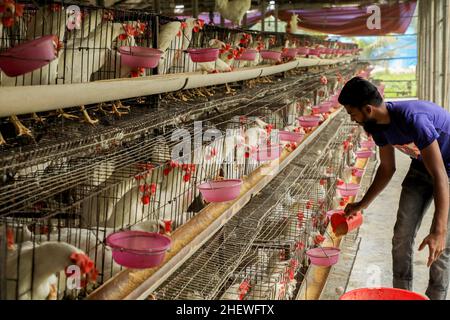 Dhaka, Bangladesch. 12th Januar 2022. Ein Arbeiter, der Hühner auf einer Geflügelfarm in Keranigong füttert. Das Wirtschaftssystem von Bangladesch ist größtenteils von der Landwirtschaft und der landwirtschaftlichen Produktion abhängig wie Geflügelfarmen ist die Geflügelzucht ein sehr profitables Geschäft sowohl für Einzelpersonen als auch für Großerzeuger. (Foto von MD Manik/SOPA Images/Sipa USA) Quelle: SIPA USA/Alamy Live News Stockfoto