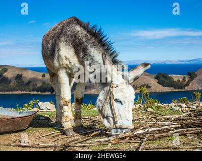 Esel auf der Isla del Sol, Titicacasee, Bolivien Stockfoto