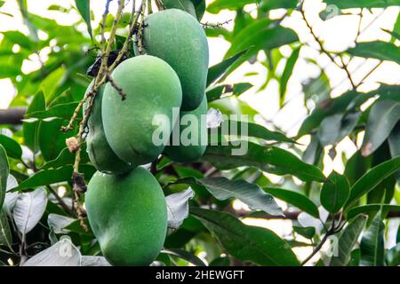 Ein Bund frischer grüner unreifer Mango auf dem Baum mit grünen Blättern, die auf der Farm hängen. Geeignet für gesunde, Natur und leckere Saftgetränk Wallp Stockfoto