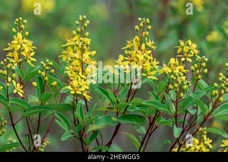 Ein Haufen von Nahaufnahme schönen aromatischen gelben Blumen auf grünen Sträuchern mit verschwommenem und weichen fokussierten Natur Hintergrund Stockfoto