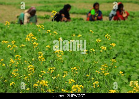 Dhaka, Bangladesch. 12th Januar 2022. Blühende Blumen, wie Frauen auf einem Gemüsefeld bei Keranigong arbeiten. Kredit: SOPA Images Limited/Alamy Live Nachrichten Stockfoto