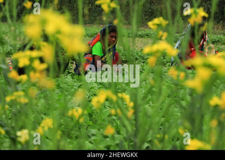 Dhaka, Bangladesch. 12th Januar 2022. Frauen, die auf einem Gemüsefeld bei Keranigong arbeiten. (Foto von MD Manik/SOPA Images/Sipa USA) Quelle: SIPA USA/Alamy Live News Stockfoto