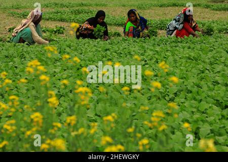 Dhaka, Bangladesch. 12th Januar 2022. Frauen, die auf einem Gemüsefeld bei Keranigong arbeiten. (Foto von MD Manik/SOPA Images/Sipa USA) Quelle: SIPA USA/Alamy Live News Stockfoto