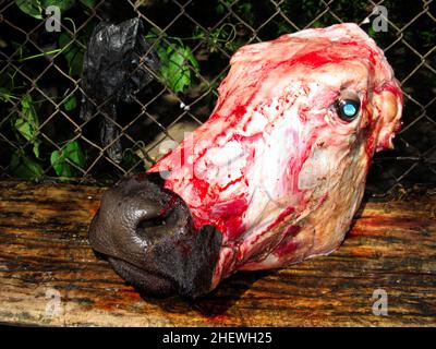 Geschlachtter Kuhkopf (vaca muerta) von der rechten Seite Stockfoto