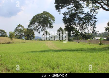 Sommerlandschaft der grünen Wiesen mit großen Bäumen am Mittag, frische grüne große Wiese Stockfoto