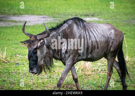 Gnus geht durch hohes Gras. Stockfoto