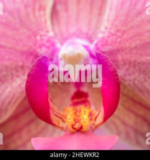 Detail der rosa Orchideenknospe Stockfoto