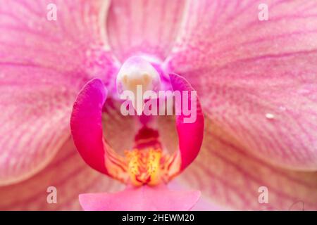 Detail der rosa Orchideenknospe Stockfoto